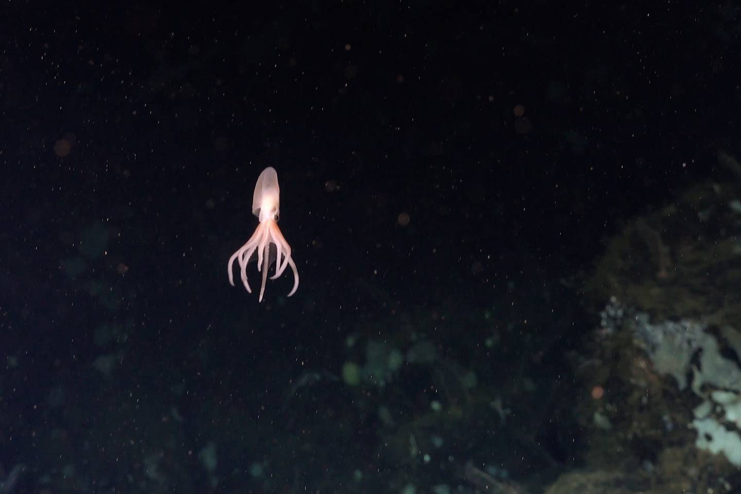Esta es la especie Dorado, una de las cuatro nuevas descubiertas.

Fotografía: Schmidt Ocean Institute