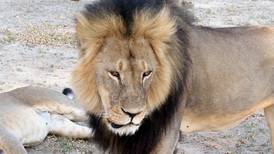 Zimbabue no enjuiciará al dentista estadounidense que mató al león Cecil