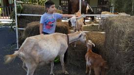 En 'El huerto' costarricense al Nazareno lo acompañan cabras y terneros
