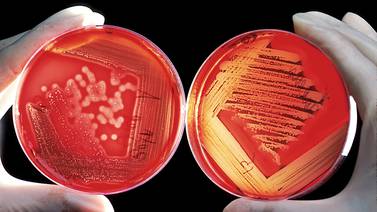    Prometedor antibiótico esperanza a científicos  