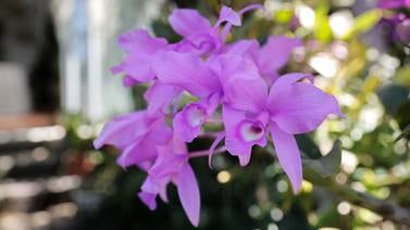 Orquídeas y café de Costa Rica serán protagonistas de feria comercial en Singapur 