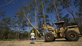 280 árboles enfermos serán extraídos de La Sabana