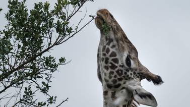La jirafa y la amenaza de ‘extinción silenciosa’ en África