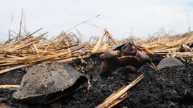 Incendio consumió 15 hectáreas de charrales en Palo Verde 