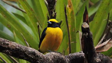 Costa Rica tiene baja calificación en protección de sus aves
