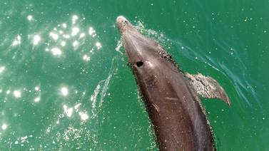 Contaminación les causa llagas a los delfines  de Nicoya y Osa