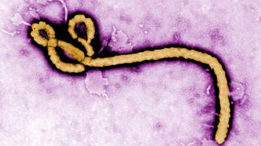 Dos países africanos registran brotes de ébola, tres más están en alerta; esto no implica riesgo para Costa Rica