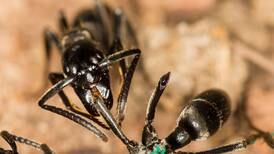 Algunas hormigas africanas trabajan como enfermeras