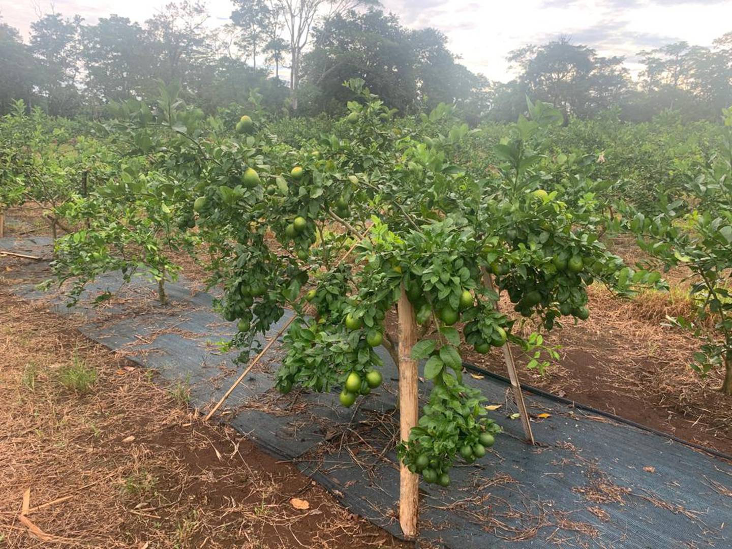 El limón verdadero se cosecha en la finca Ganadera Río Oro, en Upala, en árboles de porte pequeño y de muy alta productividad. La fruta es más jugosa que el limón mesino. Foto: Cortesía da la empresa