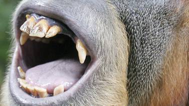 Orangután hembra es sujeta de derechos y podría ser liberada