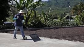 Productores de CoopeTarrazú trabajan para certificar café ‘libre de deforestación’ con miras a la UE