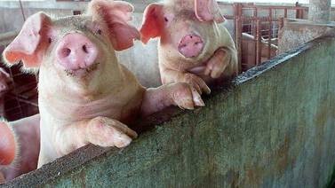 Porcicultores denuncian importación desleal desde Chile