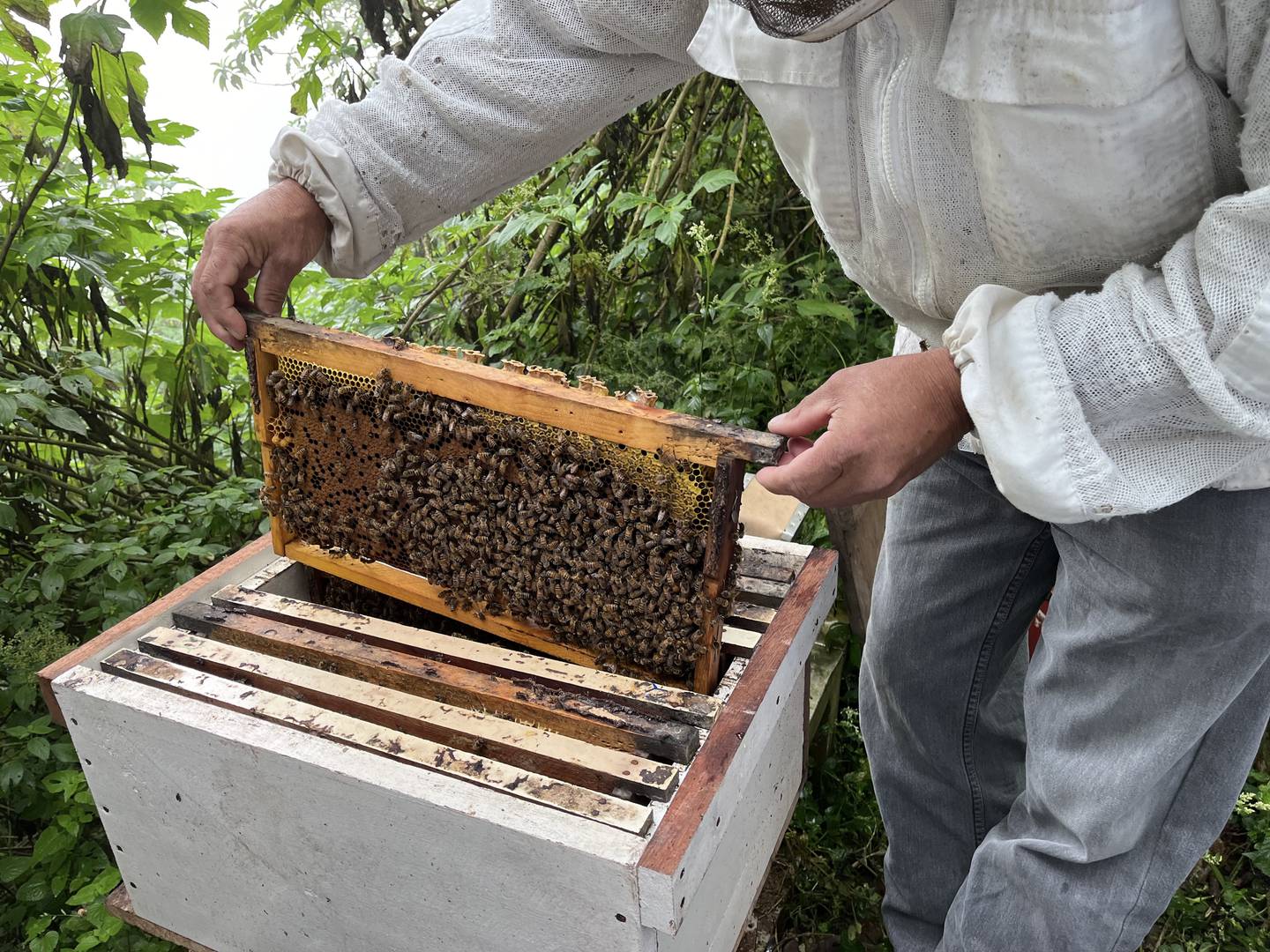 Las colmenas contienen cuadros o marcos móviles los cuales facilitan la manipulación de los insectos y la extracción de miel, polen, cera y otros productos. Fotografía: Juan Fernando Lara S.