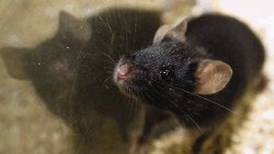 Científicos reestauran la visión en ratones con un tratamiento antiedad