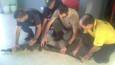 Autoridades reubican a cocodrilo hembra hallada cerca de Quepos