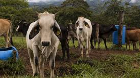 Oferta reducida de ganado y mayor demanda elevan el precio de la carne