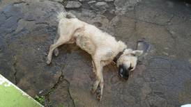 Siete perros mueren envenenados en Paraíso de Cartago