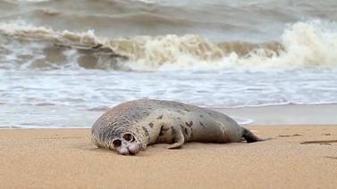 Descubren cerca de 300 focas muertas en las orillas rusas del mar Caspio