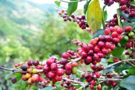 Precio internacional del café repunta mientras aún queda por vender 20% de la cosecha de Costa Rica