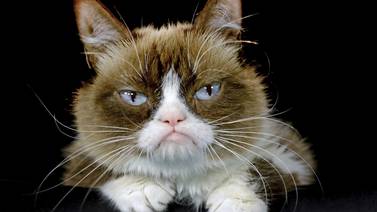 'Grumpy Cat’, la gata malhumorada sensación de las redes sociales, muere a sus 7 años 