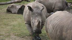 Matan a un rinoceronte blanco en un zoológico al oeste de París para robarle un cuerno