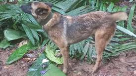 Wilson: el valiente perro rescatista desaparece en selva colombiana mientras buscaba a niños indígenas