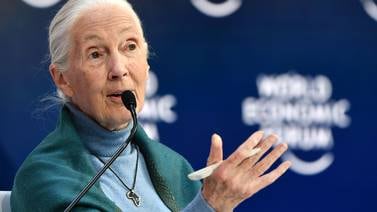 El 'desprecio’ de los hombres por la naturaleza ha causado esta pandemia, afirma Jane Goodall