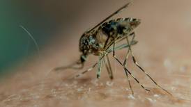 Dengue tiene brotes activos en Turrialba, Talamanca, Pococí y Siquirres