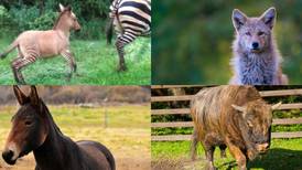 La mula no es la única: asombrosos animales híbridos que tal vez no conocía