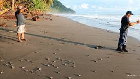 Proyecto en playa de Golfito: Liberan 446 tortugas marinas en peligro de extinción