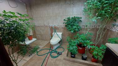 400 plantas de marihuana hidropónica crecían hasta el techo en una casa en Turrúcares