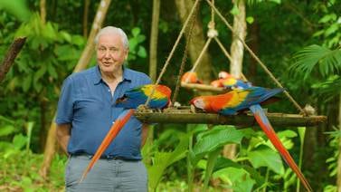 (Video) Netflix estrenará documental grabado en Costa Rica con sir David Attenborough, famoso naturalista