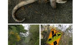 Nueva señal de tránsito alerta de cruce de animales silvestres