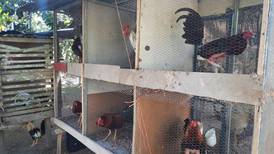 Autoridades intervienen redondel de pelea de gallos dentro de un yucal en Sarapiquí