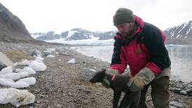 Una zorra polar recorre 3.500 km sobre hielo en menos de 80 días