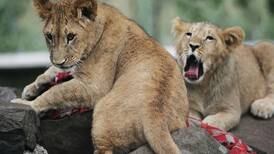 Conservacionistas descubren población desconocida de leones en reserva de Etiopía