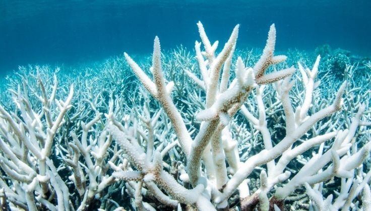 El episodio masivo de blanqueamiento de corales está afectando la supervivencia de los arrecifes en 62 países alrededor del mundo.