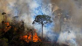 Deforestación en Amazonía brasileña alcanza nuevo récord en mayo
