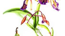 Orquídeas de Costa Rica y el mundo visten de acuarela el Museo de Arte Costarricense