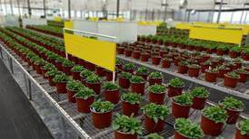Costa Rica podrá reactivar exportación de plantas ornamentales a la Unión Europea