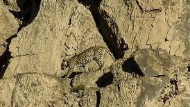 Avistan una pareja de leopardos de Persia, una subespecie muy rara, en Pakistán
