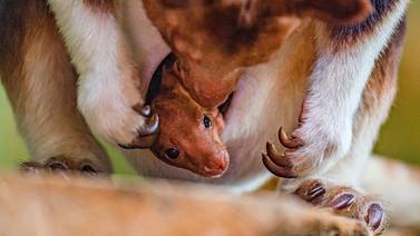 Nació en un zoológico inglés un canguro arborícola, especie en peligro de extinción