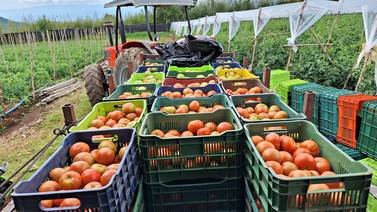 Papa, cebolla y tomate recorren intrincado camino que suma costos del campo hasta su mesa