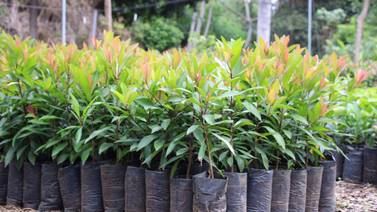 Nuevo vivero municipal producirá 16.000 árboles y arbustos para reforestar San José