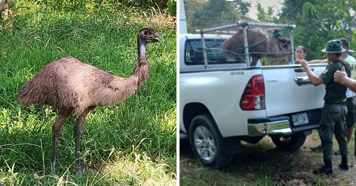 Vecinos de Golfito encontraron un emú en una finca de palma aceitera. 