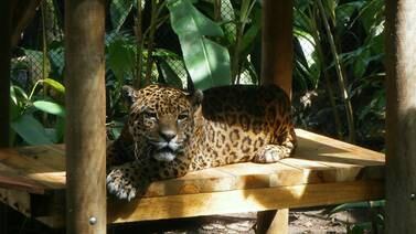 Jaguarundí y jaguar tienen nueva casa en  Simón Bolívar