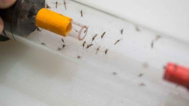 La sed lleva a los mosquitos a picar con más furia