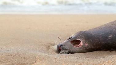 Al menos 272 focas de especie en riesgo aparecen muertas en el mar Caspio en Rusia