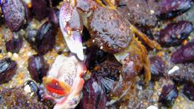 Acidez oceánica desnuda y confunde a los moluscos