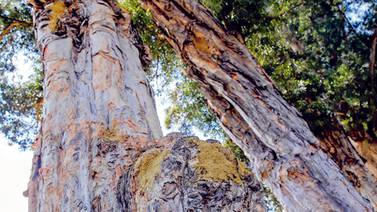 Ungüento natural  cura árboles centenarios en nuestra capital
